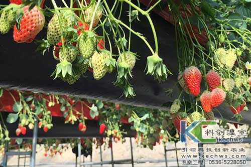 高架草莓,无土栽培,草莓无土栽培