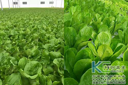 山西,植物工厂,无土栽培