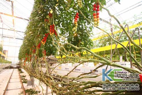 无土栽培，无土栽培技术，无土栽培设备