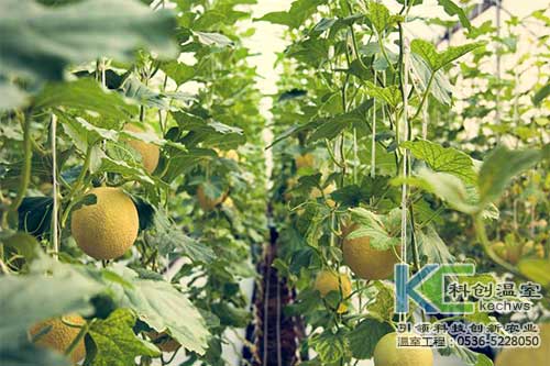 无土栽培，无土栽培技术，无土栽培设备