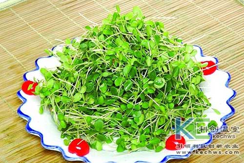 无土栽培，无土栽培技术，无土栽培设备