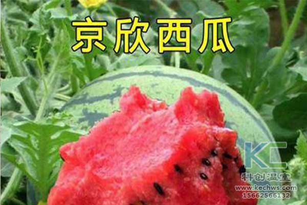 无土栽培，无土栽培技术，无土栽培设备