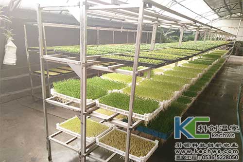 芽苗菜,无土栽培,植物工厂