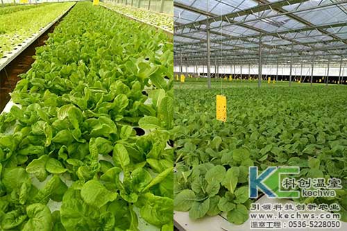 山西,植物工厂,无土栽培