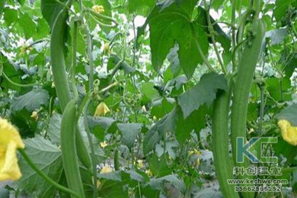 无土栽培，无土栽培技术，无土栽培设备