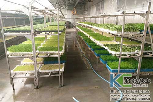 芽苗菜,无土栽培,植物工厂