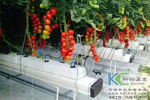 基质栽培,无土栽培