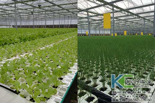 山西,植物工厂,无土栽培