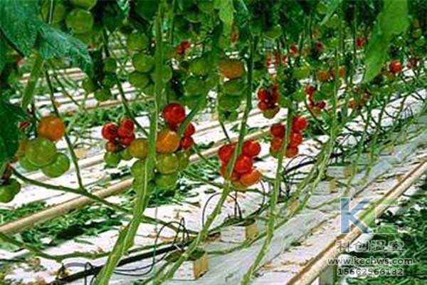 无土栽培，无土栽培技术，无土栽培设备