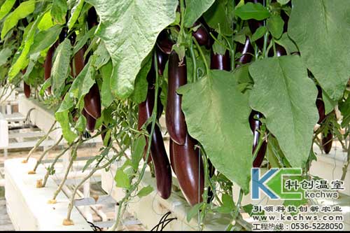 无土栽培，无土栽培技术，无土栽培设备