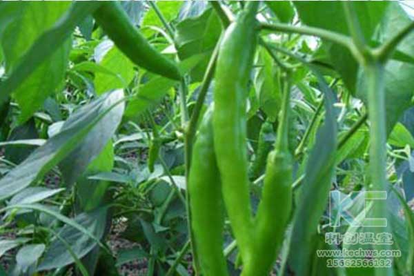无土栽培，无土栽培技术，无土栽培设备