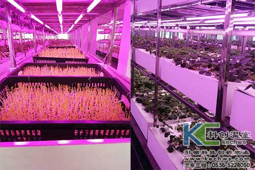 植物工厂,无土栽培