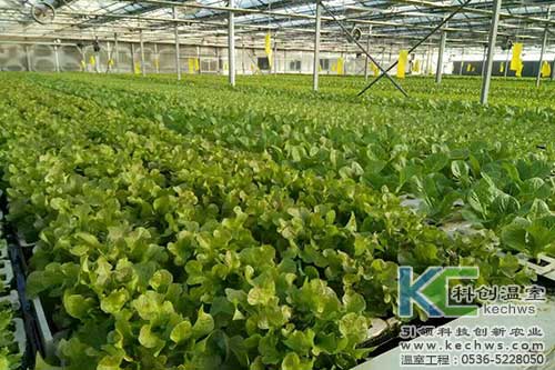 山西,植物工厂,无土栽培