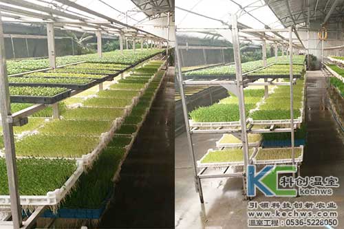 芽苗菜,无土栽培,植物工厂