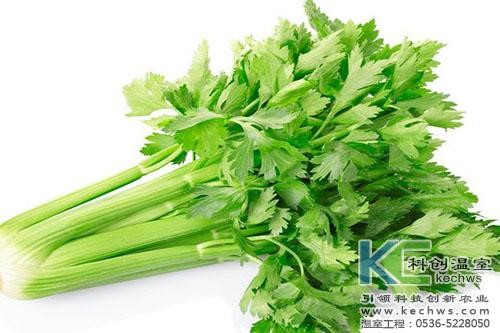无土栽培，无土栽培技术，无土栽培设备