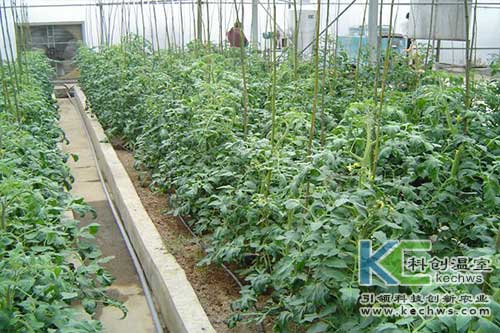 无土栽培，无土栽培技术，无土栽培设备
