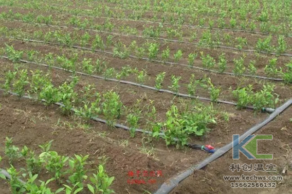 无土栽培，无土栽培技术，无土栽培设备