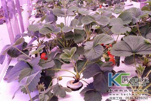 植物工厂,无土栽培