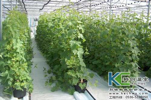 无土栽培，无土栽培技术，无土栽培设备