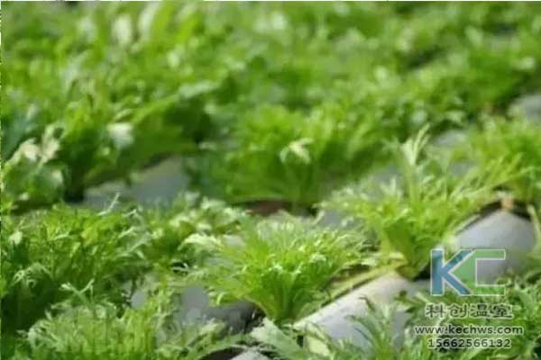无土栽培，无土栽培技术，无土栽培设备