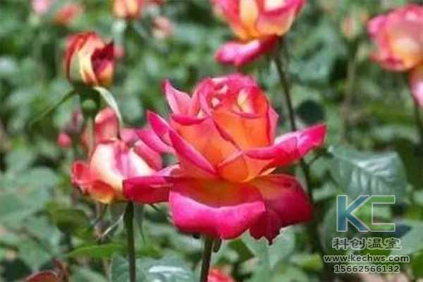 无土栽培，无土栽培技术，无土栽培设备