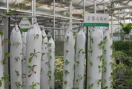 无土栽培，无土栽培技术，无土栽培设备