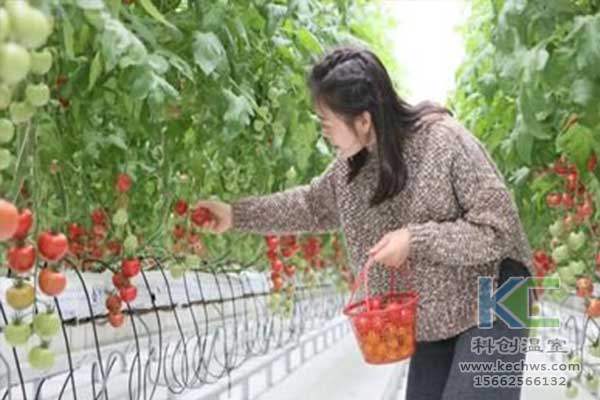 无土栽培，无土栽培技术，无土栽培设备
