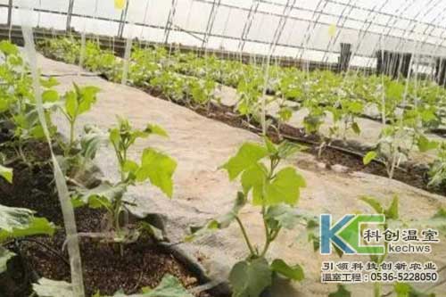 无土栽培，无土栽培技术，无土栽培设备