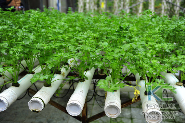 无土栽培，无土栽培技术，温室大棚，蔬菜大棚