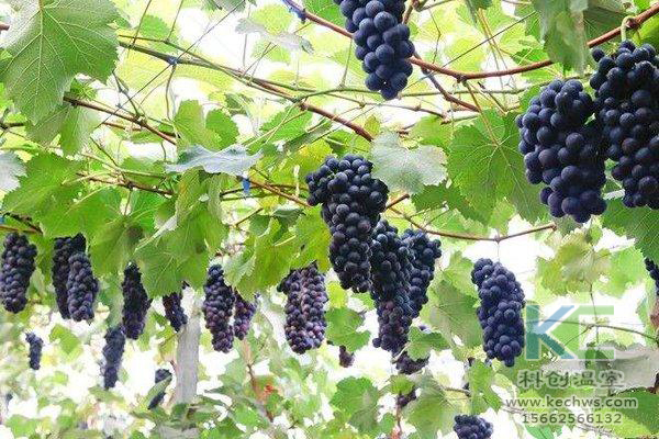 无土栽培，无土栽培技术，无土栽培设备