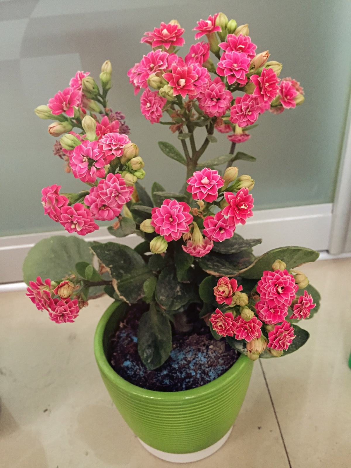 无土栽培,长寿花,无土栽培技术