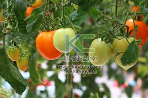 无土栽培，无土栽培技术，无土栽培设备