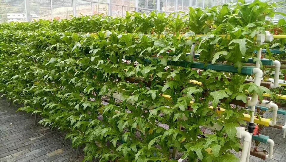 无土栽培,无土栽培技术,无土栽培设备