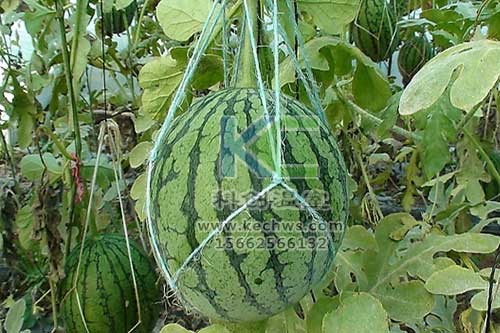 无土栽培，无土栽培技术，无土栽培设备