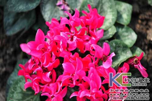 无土栽培，无土栽培技术，无土栽培设备