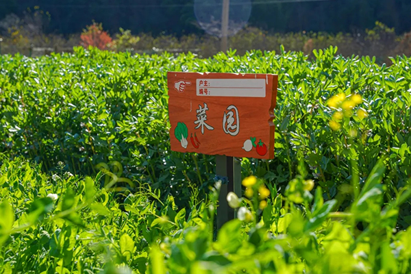 无土栽培，无土栽培技术，无土栽培设备