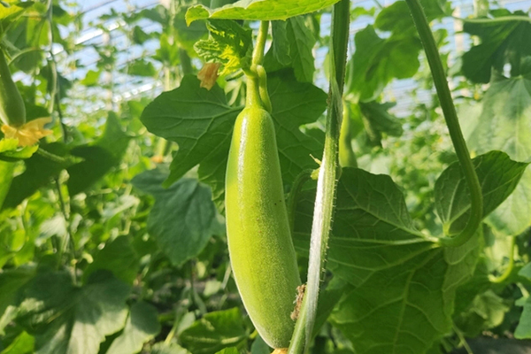 无土栽培，无土栽培技术，无土栽培设备