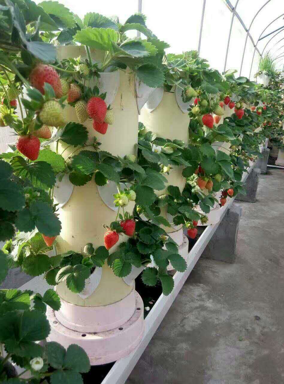 无土栽培，无土栽培技术，无土栽培设备